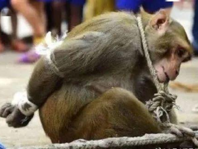 景区惊现猴子激烈打斗，一猴子胳膊仅剩骨头