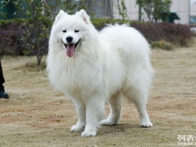 原来我爱的只是萨摩耶的毛